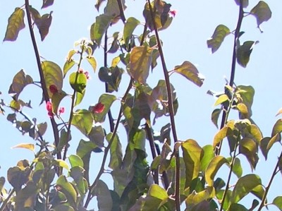 Buganvilla desarrolla hojas pequeñas