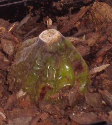 normal_bulb1.jpg
