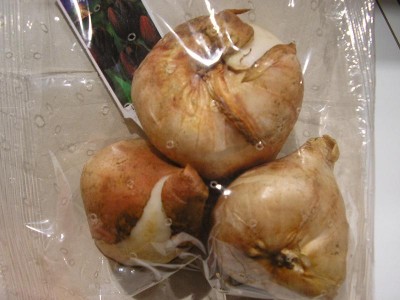 normal_bulbos_tulipan_negro1.JPG