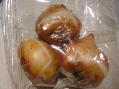 normal_bulbos_tulipan_rojo1.JPG