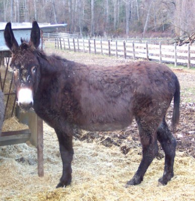 normal_Burro%202.jpg