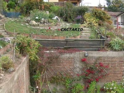 normal_CACTARIO%204.JPG
