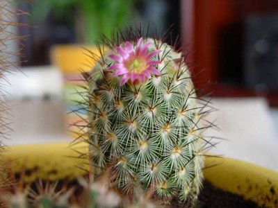 normal_Cactus-1.jpg