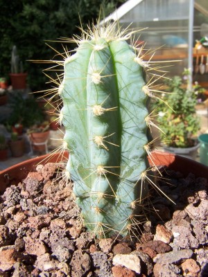 normal_cactus%20078.JPG