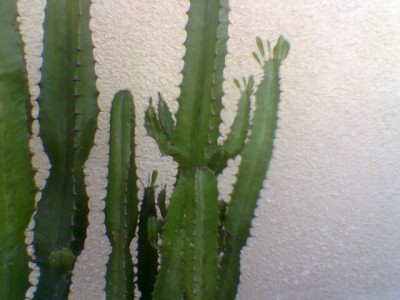 normal_Cactus%201%7E0.jpg
