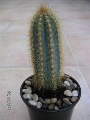 normal_CACTUS%201.jpg