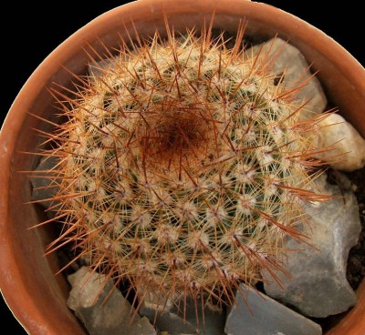 normal_cactus%2013.jpg