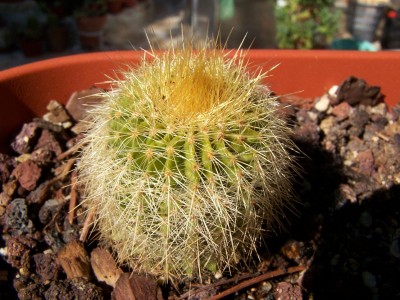 normal_cactus%20138.JPG