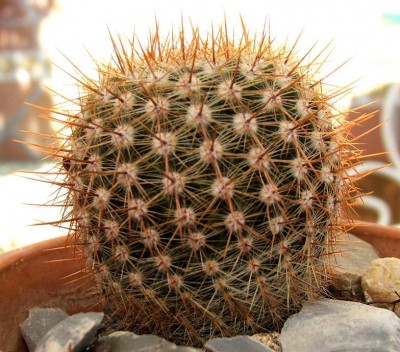 normal_cactus%2013a.jpg