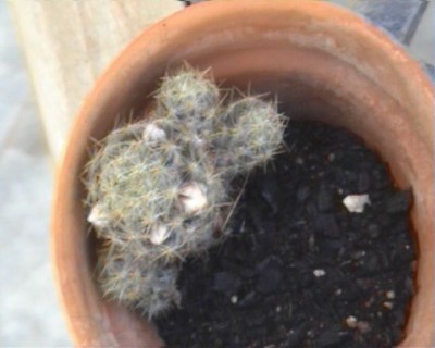 normal_Cactus%2015.jpg