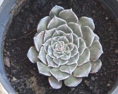 normal_Cactus%2018.jpg