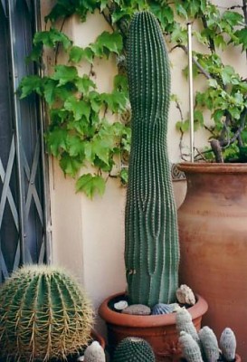 normal_cactus%202%7E0.jpg