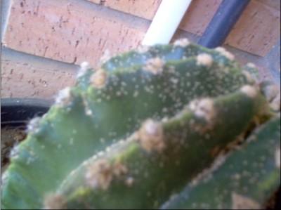 normal_Cactus%202.JPG