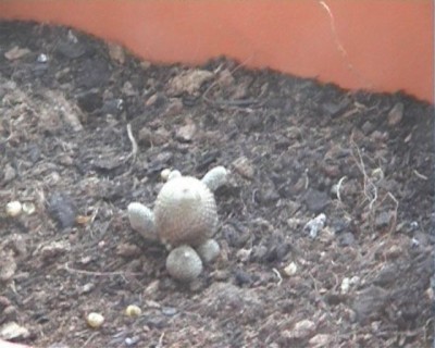 normal_Cactus%203.jpg