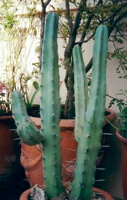 normal_cactus%203.jpg