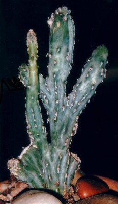 normal_cactus%2030.jpg