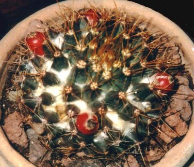 normal_cactus%2032.jpg