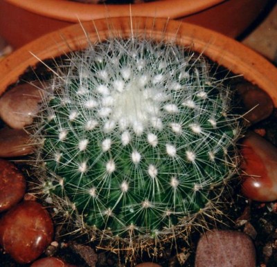 normal_cactus%2033.jpg