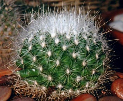 normal_cactus%2033a.jpg