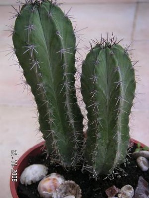 normal_CACTUS%204.jpg