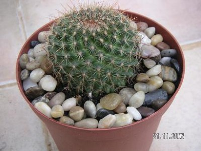normal_CACTUS%206.jpg