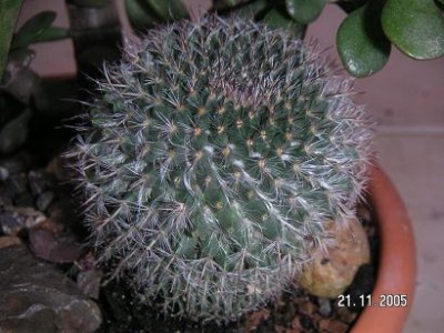 normal_CACTUS%208.jpg