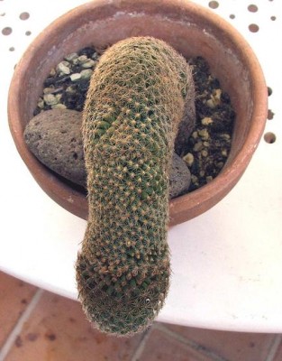 normal_CACTUS%20CABIZBAJO.jpg