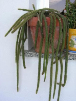 normal_Cactus%20colgante.jpg