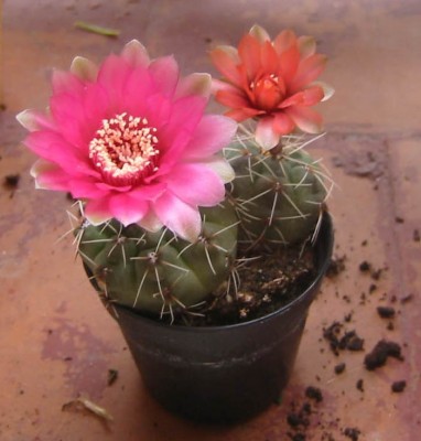 normal_cactus%20d%EDa%2011.jpg