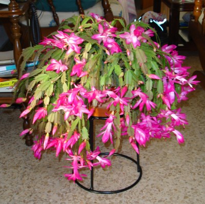normal_cactus%20de%20navidad.jpg