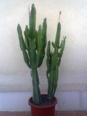normal_Cactus%20dsc.jpg
