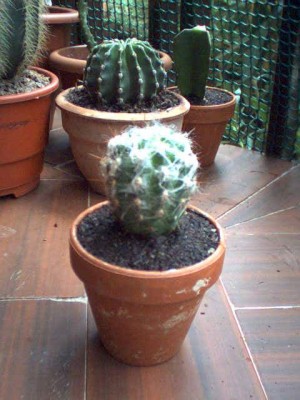normal_Cactus%20extra%F1o%202.jpg