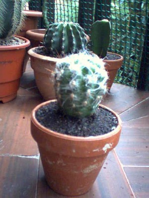 normal_Cactus%20extra%F1o.jpg