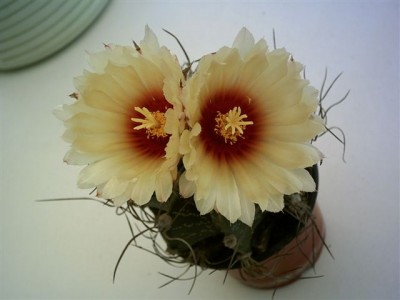 normal_Cactus%20flor%20bicolor.jpg