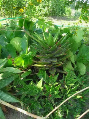 normal_Cactus%20grande%20y%20bergenia.jpg
