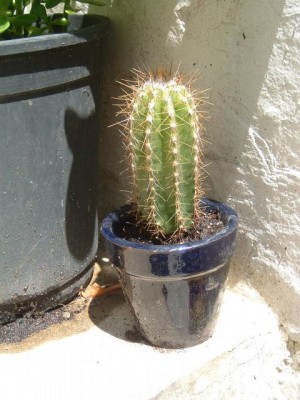 normal_cactus%20para%20identificar%202.jpg