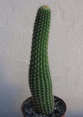 normal_cactus%20sin%20id.JPG