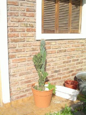 normal_cactus%7E1.jpg