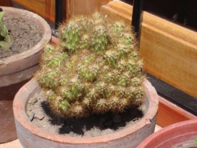 normal_cactus%7E10.jpg