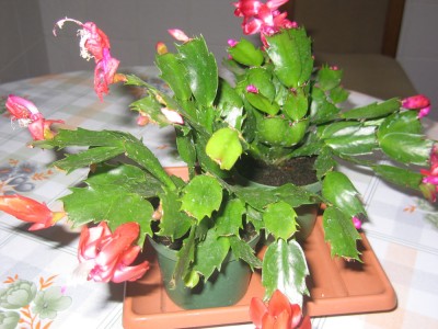normal_cactus%7E2.JPG