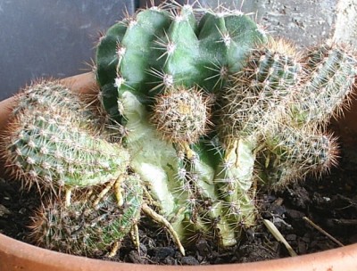 normal_Cactus%7E3.jpg