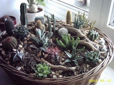 normal_cactus%7E7.jpg
