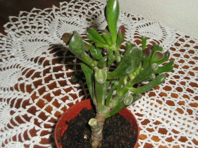 normal_cactus.jpg