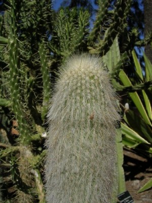 normal_Cactus1-2.jpg