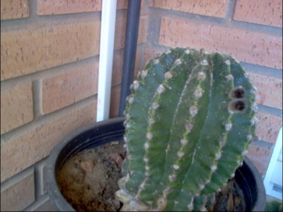 normal_cactus1%7E1.JPG