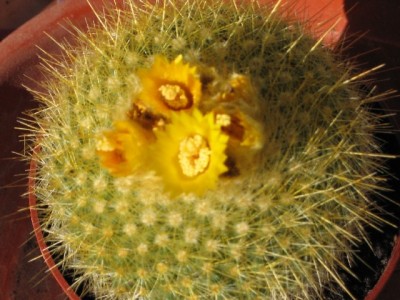 normal_Cactus1%7E2.jpg