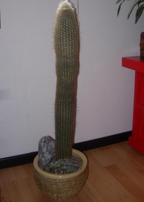 normal_cactus1.JPG