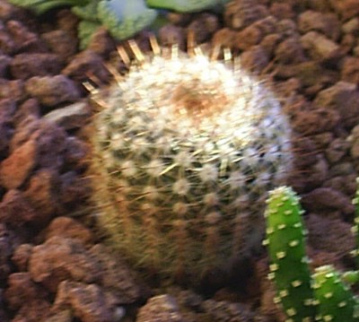 normal_cactus1.jpg