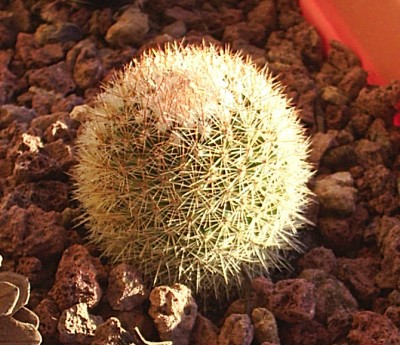 normal_cactus101205.jpg