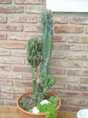 normal_cactus11.jpg